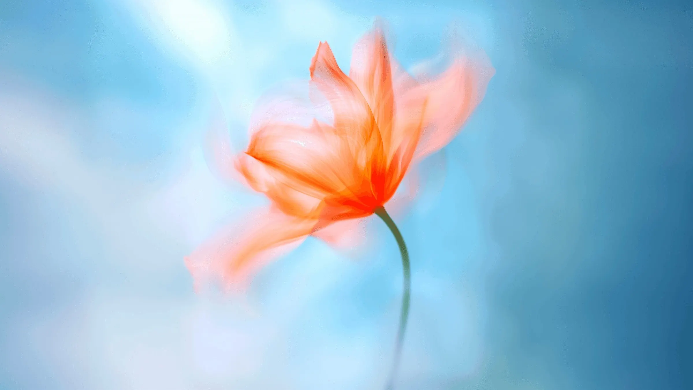 Orange flower on a blue background behind client testimonials