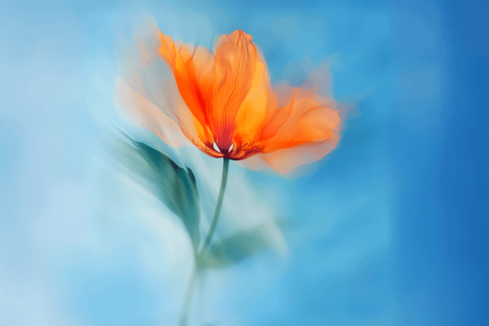 Orange flower on a blue background behind the free marketing audit form